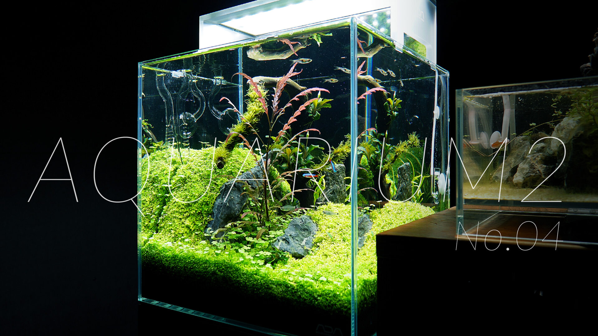 MDW-5751 特大ブランチウッド90cm水槽用流木枝流木アクアリウム